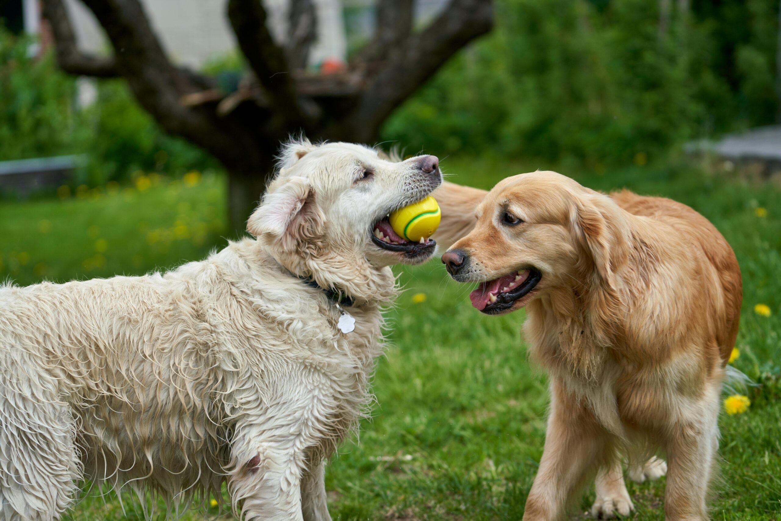 Two playful golden retrievers having fun with a ball in an outdoor garden setting.